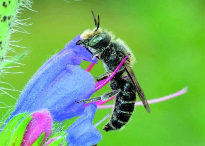 Lebensraum für Wildbienen schaffen