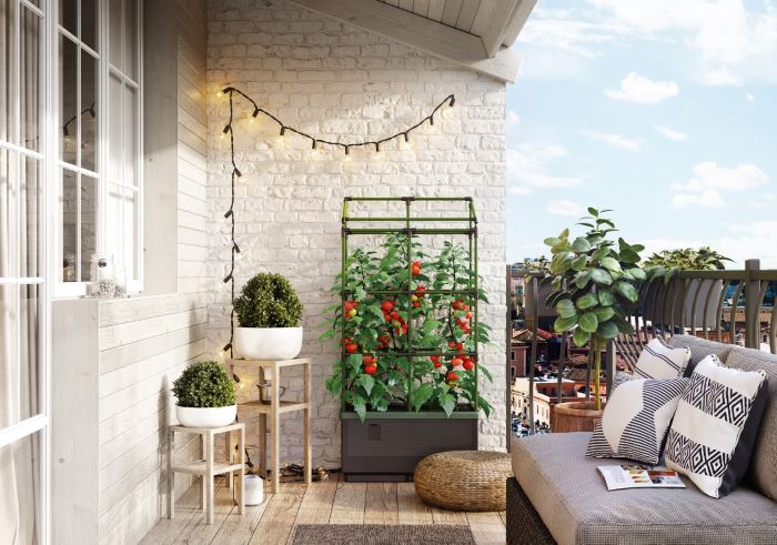 Prächtige Tomaten für den Balkon 